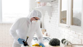 mold removal companies greenville