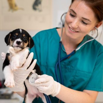 pet hip surgery