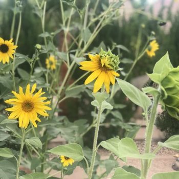 when to harvest sunflower seeds