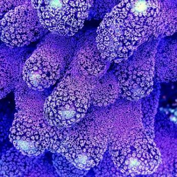 best coral for reef tank