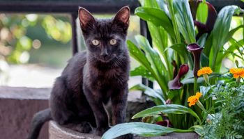 cat uti home remedy