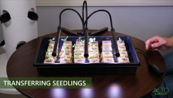 aeroponic tower gardens