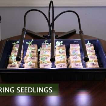 aeroponic tower gardens