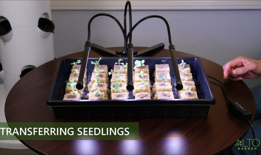 aeroponic tower gardens