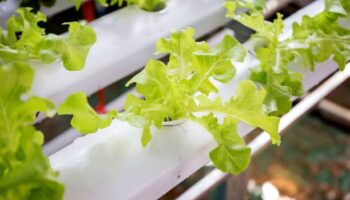 hydroponic tower garden