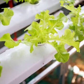 hydroponic tower garden