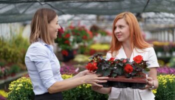 carnations wholesale