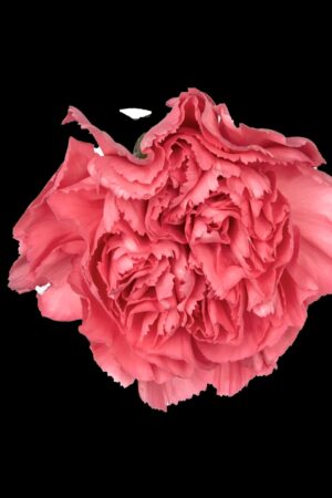 wholesale carnations