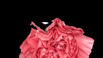 wholesale carnations